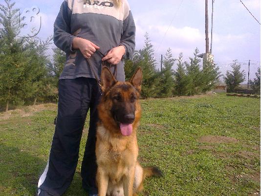 PoulaTo: German Shepherd